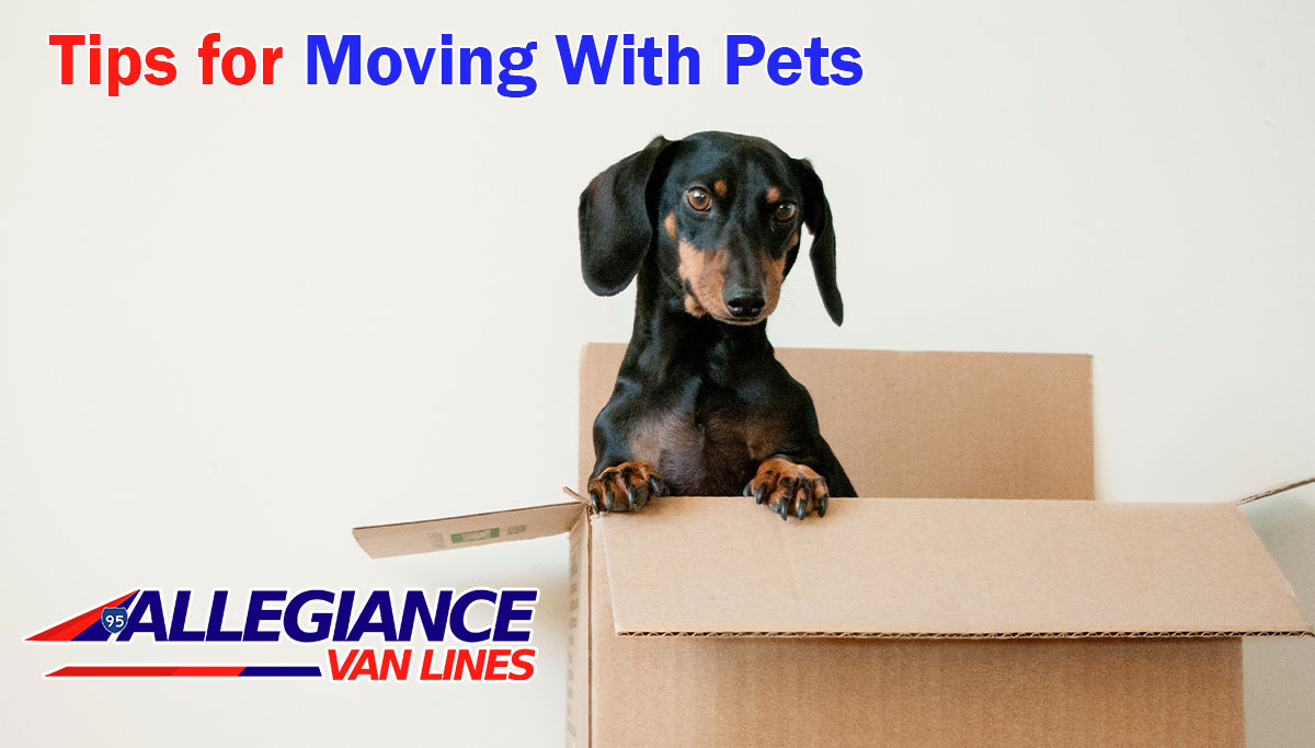 moving with pets